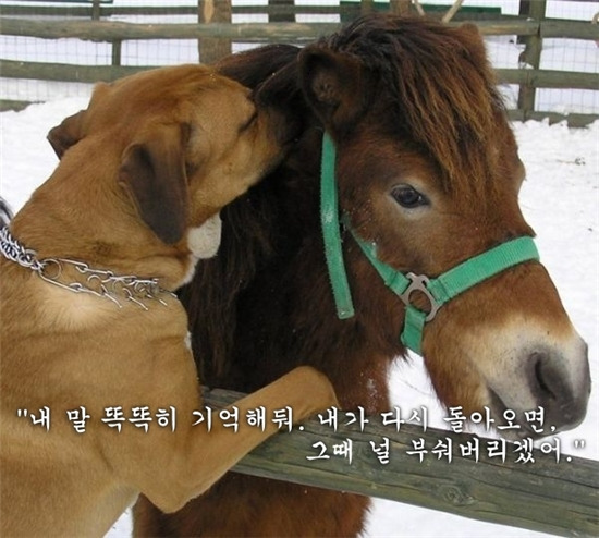 피식 이미지