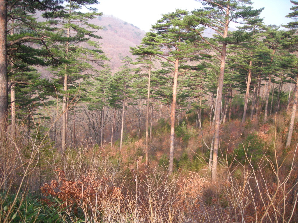 왕산1 이미지