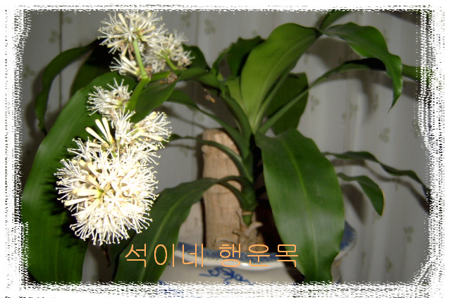 석이네집 이미지