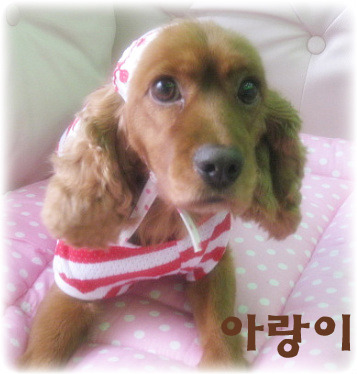 코카 이미지