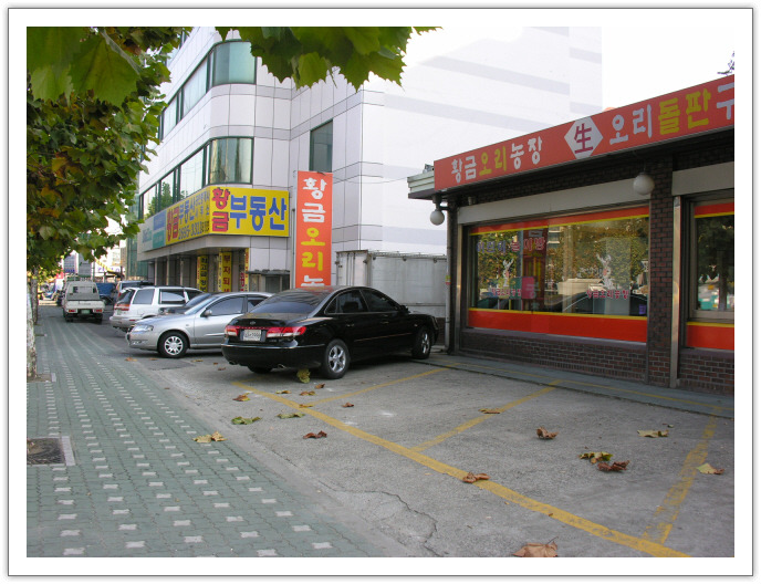 황금오리 이미지